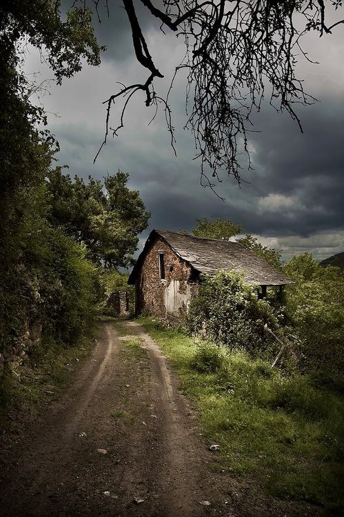 green, tree,nature 2