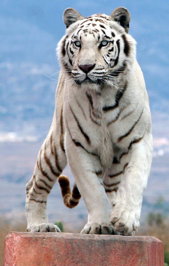 animals