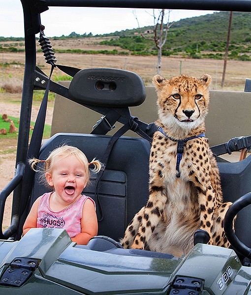 พ่อแม่แอฟริกาใต้ เลี้ยงเสือชีตาห์ 2 ตัว ร่วมกับเด็กในบ้าน