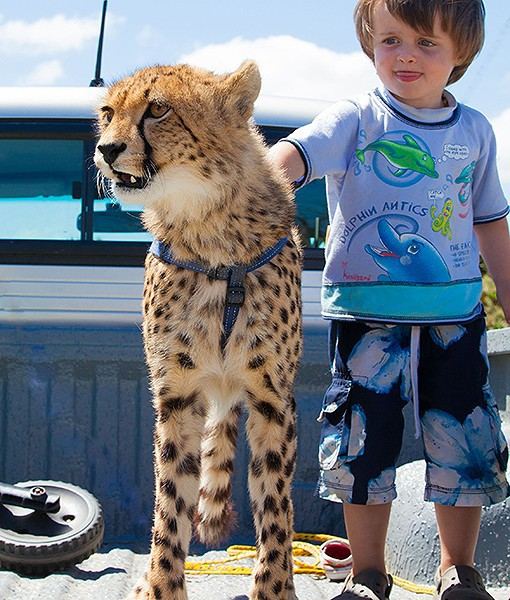 พ่อแม่แอฟริกาใต้ เลี้ยงเสือชีตาห์ 2 ตัว ร่วมกับเด็กในบ้าน