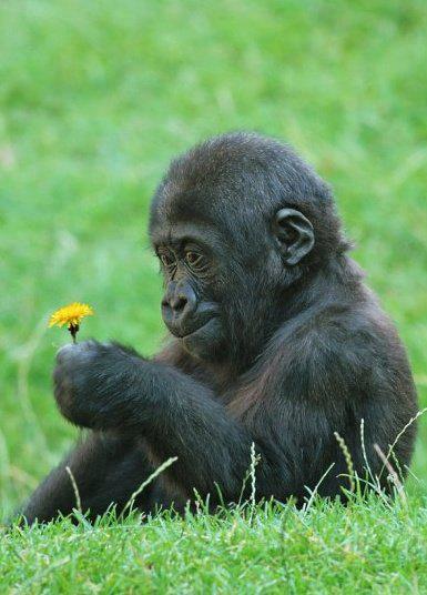 animals 3