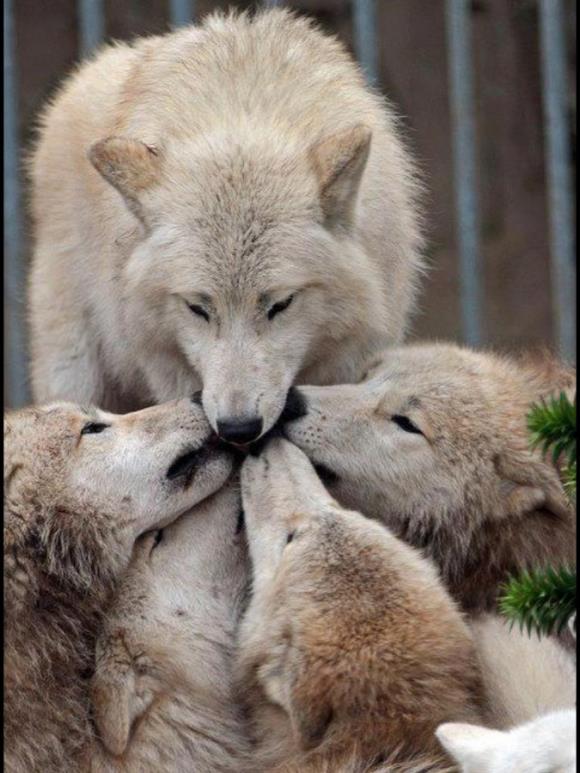 animals 3