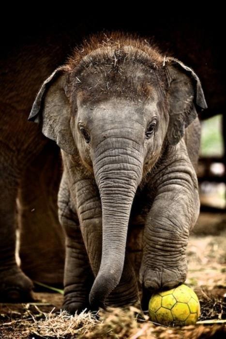animals 3