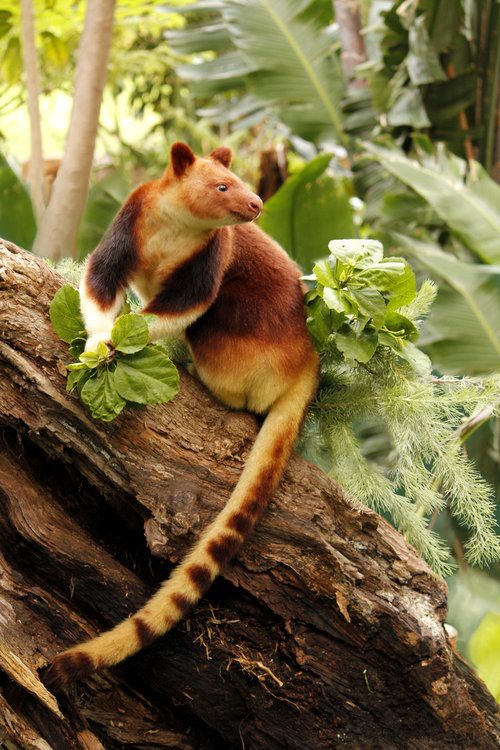 animals 3