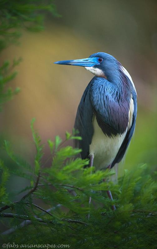 animals 3