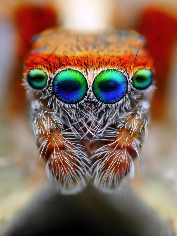 animals 3