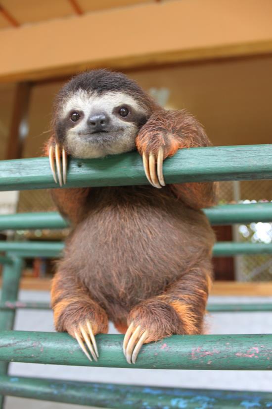 animals 3