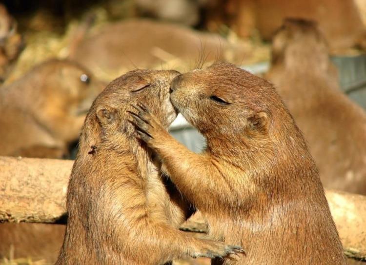 animals 3