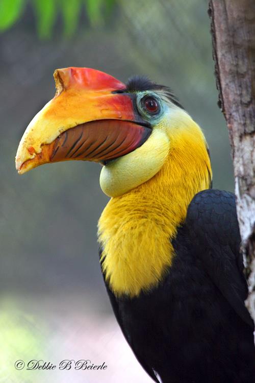 animals 3