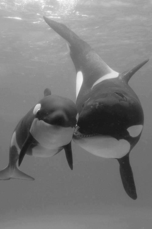 animals 3
