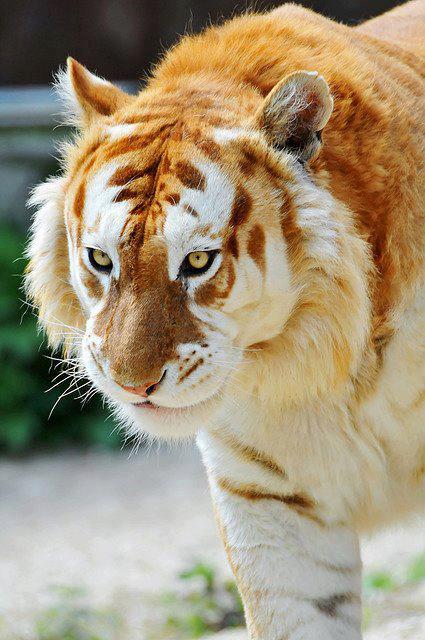 animals 3