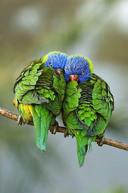 animals 3