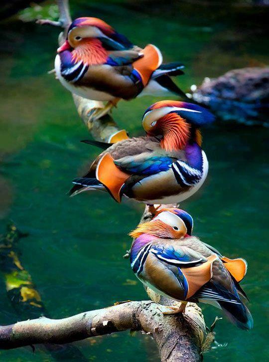 animals 3