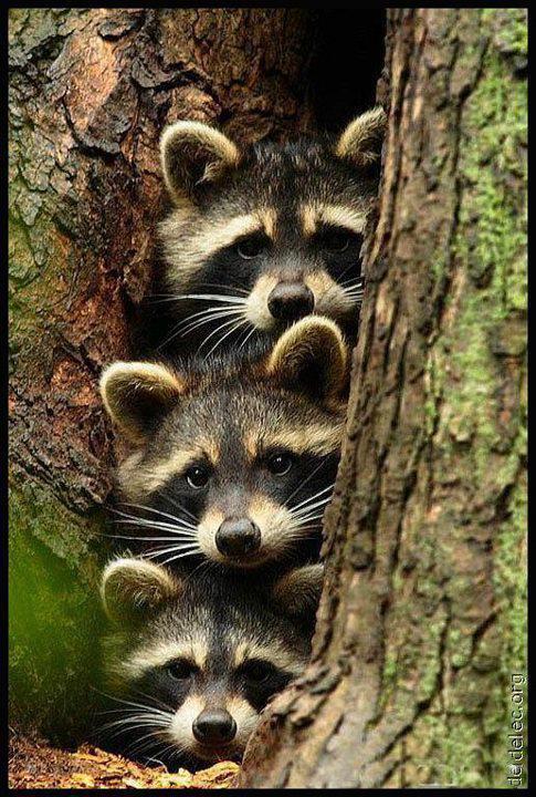 animals 3