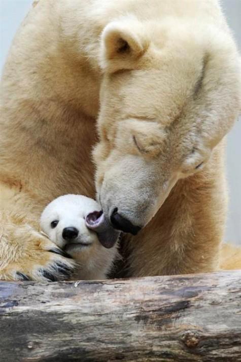 animals 3
