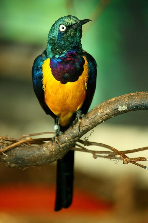 animals 3