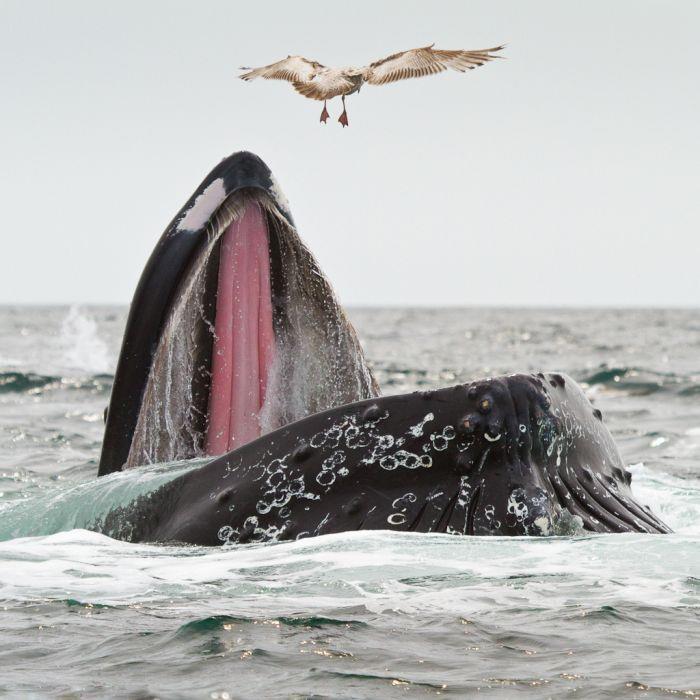 animals 3