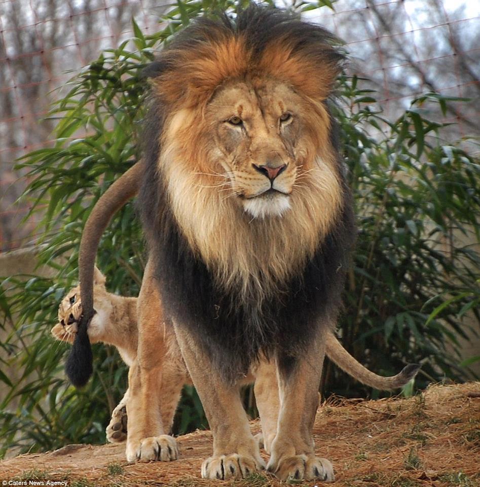 animals 3