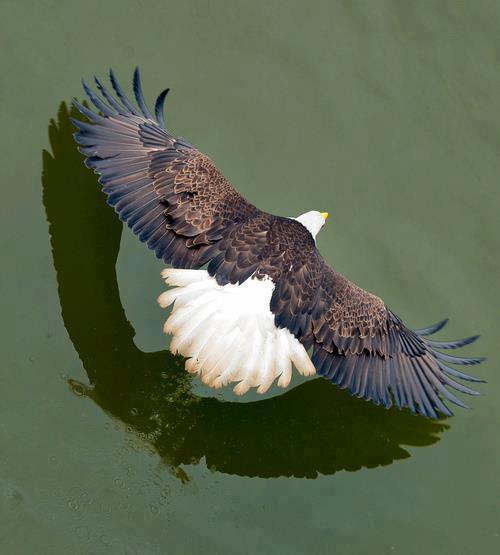 animals 3