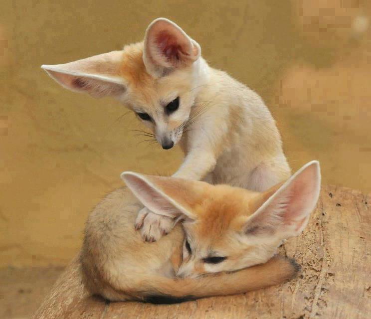 animals 3