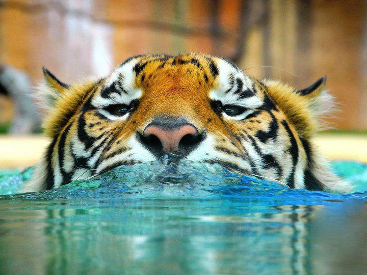 animals 3