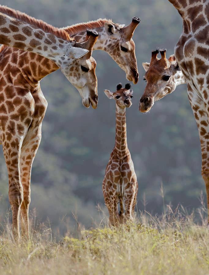 animals 3