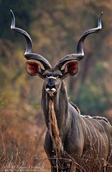animals 3