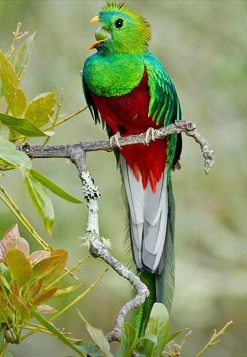 animals 3