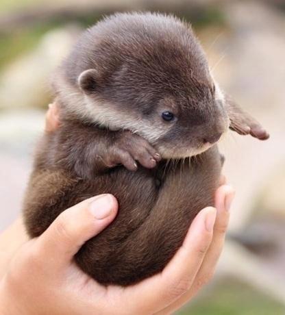 animals 3