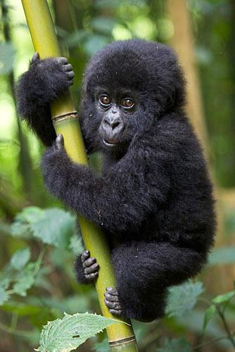 animals 3
