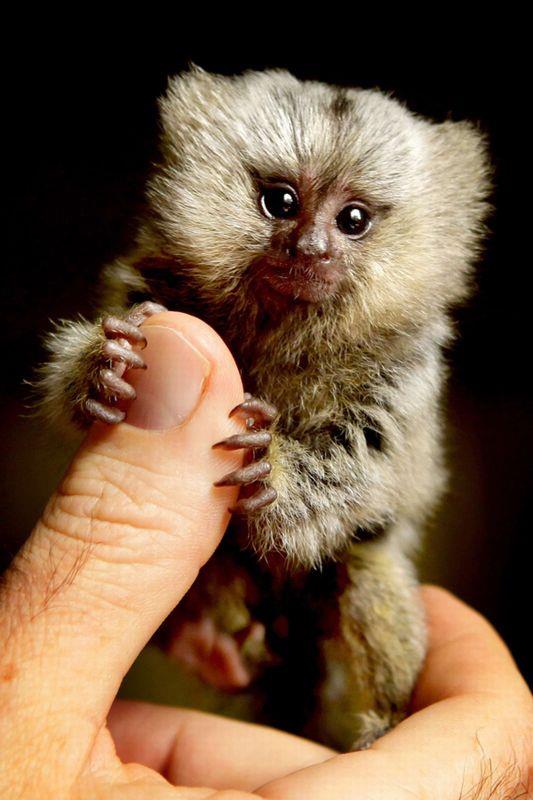 animals 3