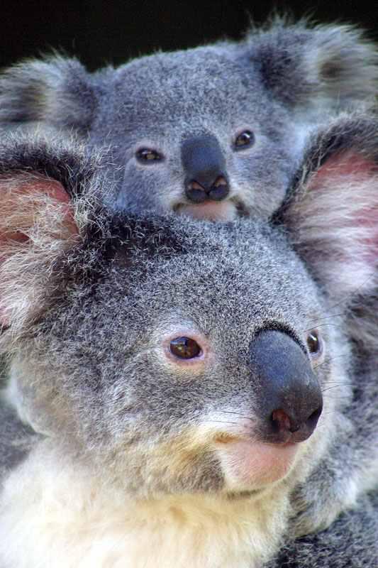 animals 3