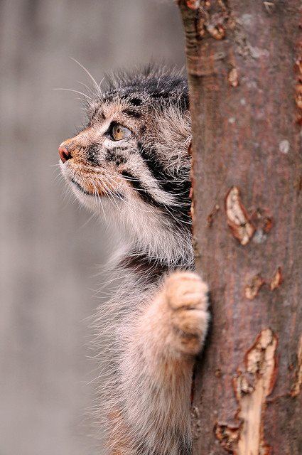 animals 3