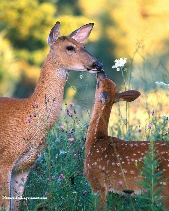 animals 3