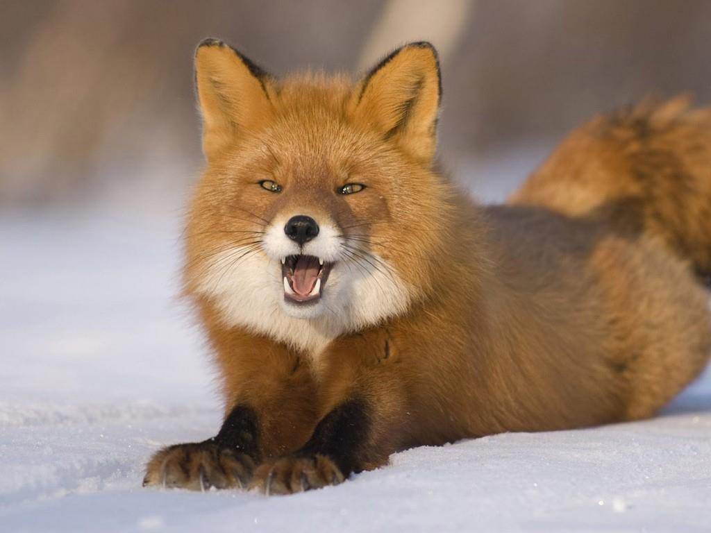 animals 3