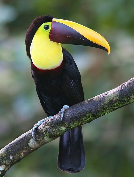 animals 3