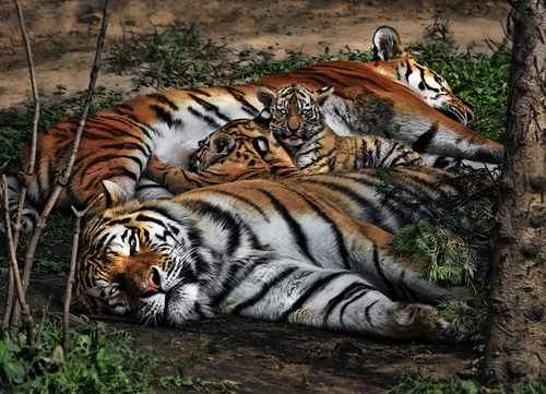 ธรรมชาติสัตว์ ๒