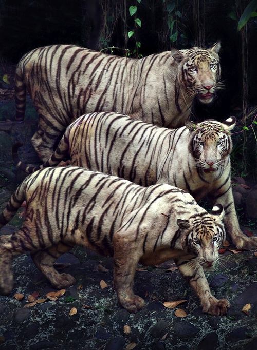 ธรรมชาติสัตว์ ๒