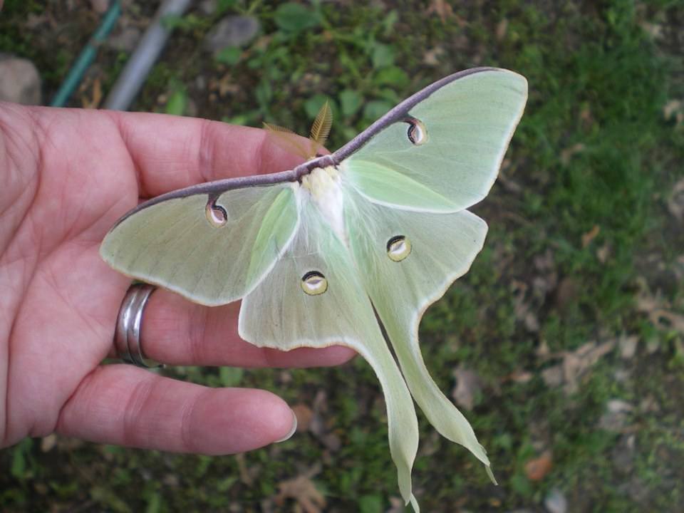 Luna Moth  (ผีเสื้อราตรีลูน่า)