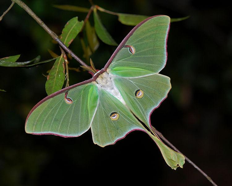 Luna Moth  (ผีเสื้อราตรีลูน่า)