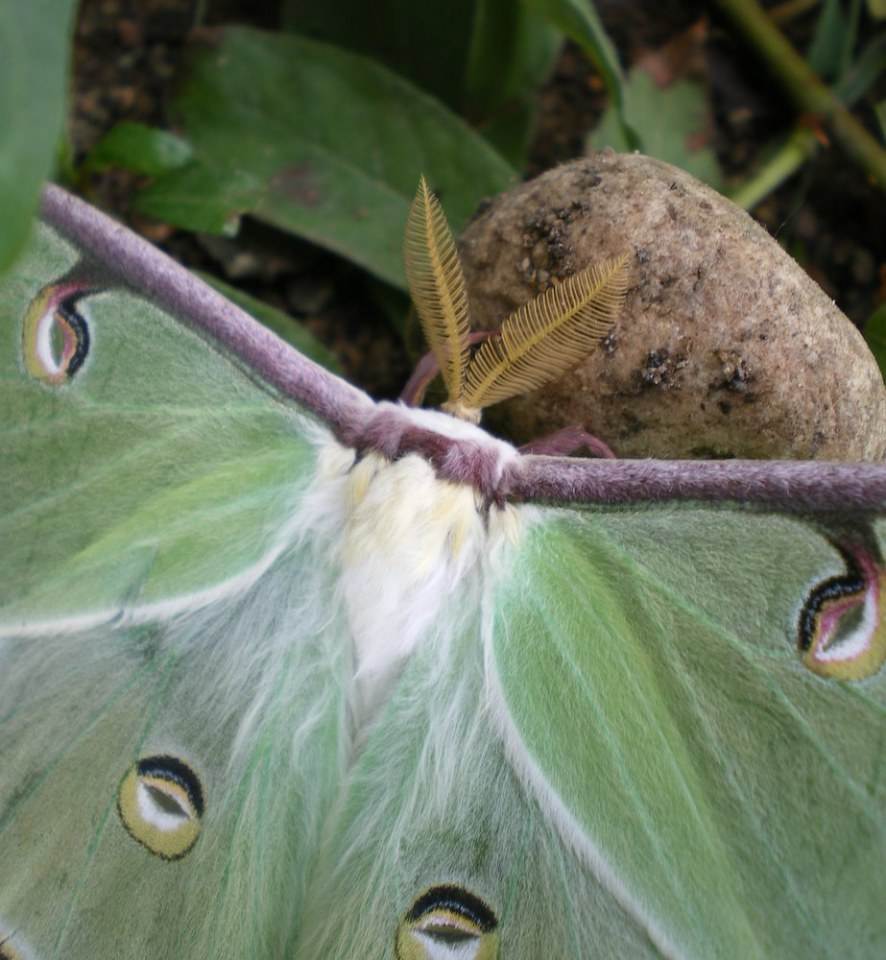 Luna Moth  (ผีเสื้อราตรีลูน่า)