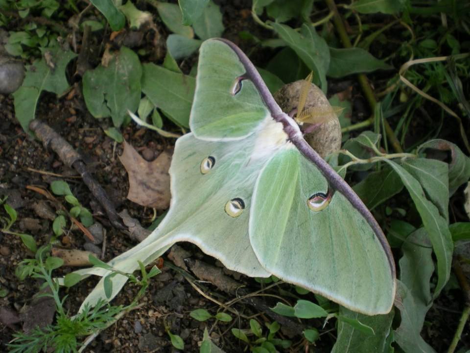 Luna Moth  (ผีเสื้อราตรีลูน่า)