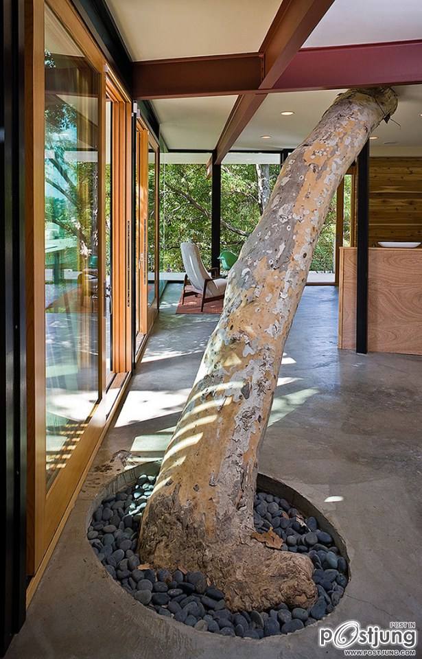 Sycamore House by Aaron Neubert Architects