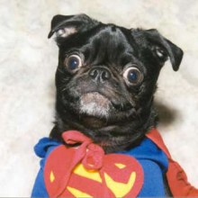 Super DOG !!!!!