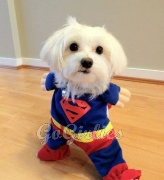 Super DOG !!!!!