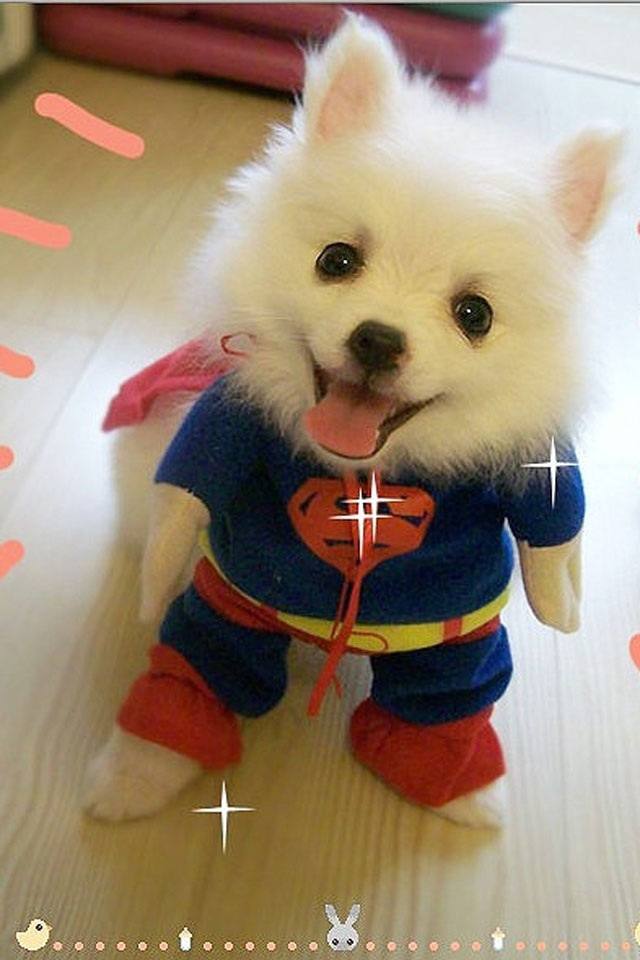 Super DOG !!!!!