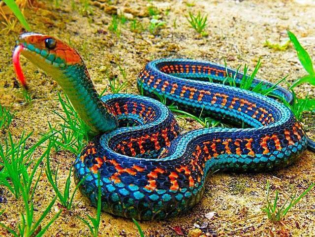 Garter Snake เป็นงูที่พบได้โดยทั่วไปใน ทวีปอเมริกาเหนือ ปรับตัวตามสภาพแวดล้อมได้ดี