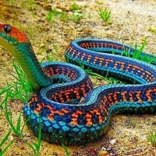 Garter Snake เป็นงูที่พบได้โดยทั่วไปใน ทวีปอเมริกาเหนือ ปรับตัวตามสภาพแวดล้อมได้ดี