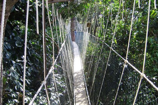 6. สะพานของอุทยานแห่งชาติทาแมน เนการา (Taman Negara National Park Bridge)