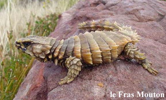 Armadillo Lizard หรือ Armadillo Girdled Lizard Cordylus cataphractus